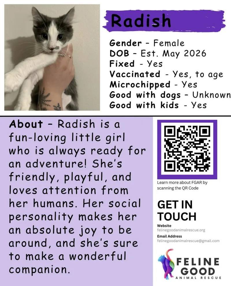 A baby medium-sized female Gray & White Domestic Short Hair cat named Radish for adoption in Eugene, OR