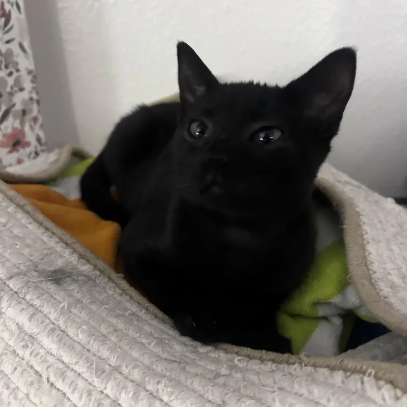 A baby medium-sized female Black Domestic Short Hair cat named Penelope Mewz for adoption in Springfield, OR