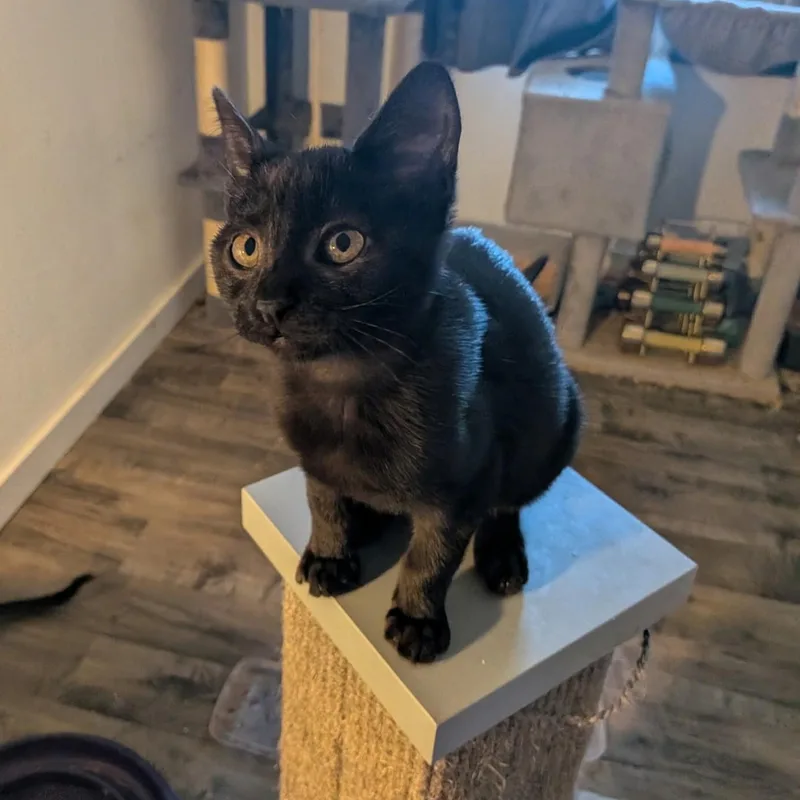 Penelope Mewz thumbnail 2
