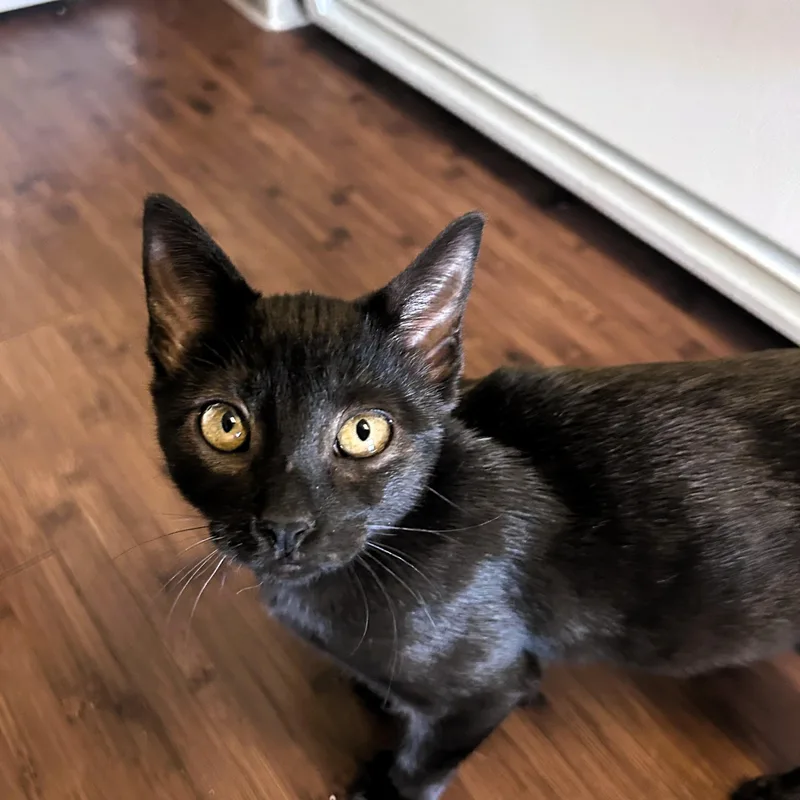 Penelope Mewz thumbnail 3