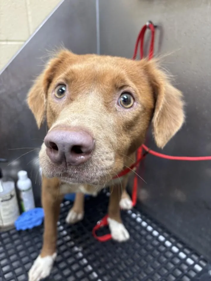 An adult small-sized female Golden Retriever dog named Katy Pawry for adoption in Texas City, TX