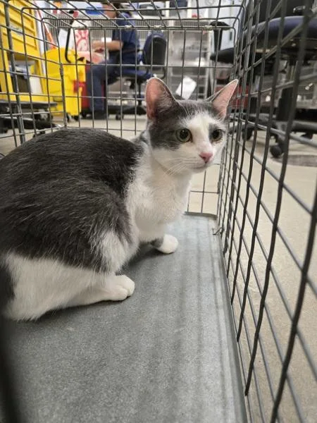 A young medium-sized female Domestic Short Hair cat named Di for adoption in Millersville, MD
