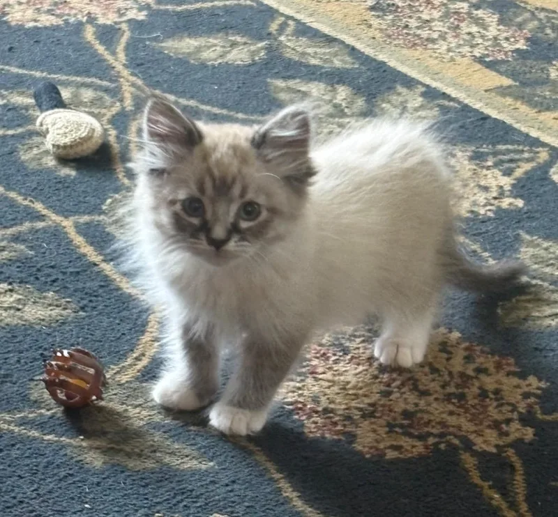 A baby small-sized male Domestic Short Hair cat named Moe for adoption in Brainardsville, NY
