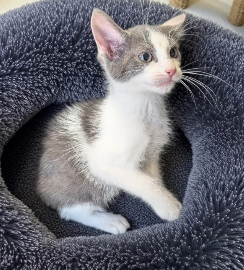 A baby small-sized male Domestic Short Hair cat named Mushu for adoption in Fort Myers, FL
