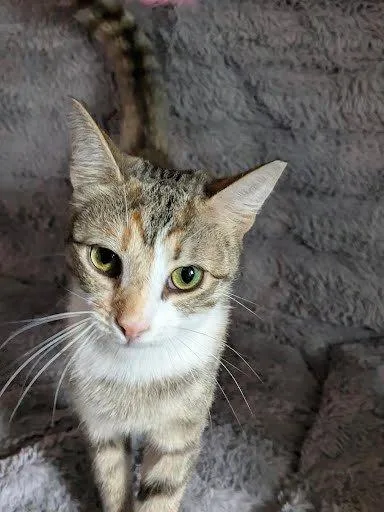 A young medium-sized female Calico Domestic Short Hair cat named Hazel for adoption in Raleigh, NC