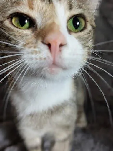 Hazel thumbnail 2