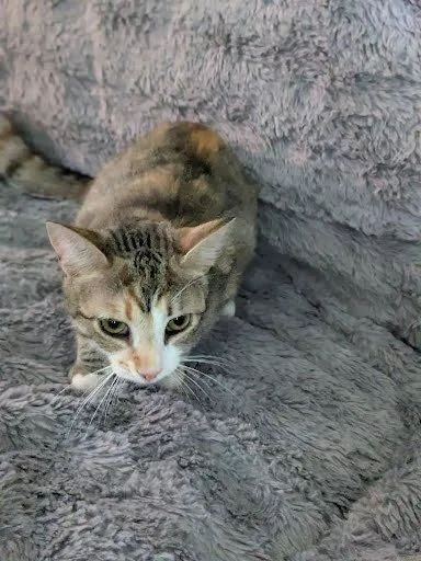 Hazel thumbnail 3