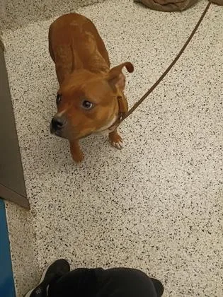 An adult medium-sized female Mixed Breed dog named Lady Bird for adoption in Atlanta, GA