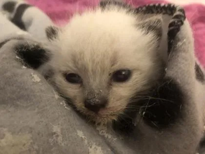 A baby medium-sized female Siamese cat named Scrambled Egg for adoption in Sacramento, CA