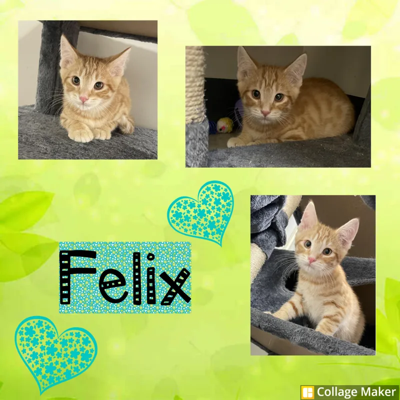A baby medium-sized male Orange / Red Domestic Short Hair cat named Felix for adoption in Clearfield, PA