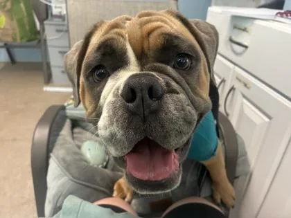 A young medium-sized male American Bulldog dog named Dozer for adoption in Bloomsburg, PA