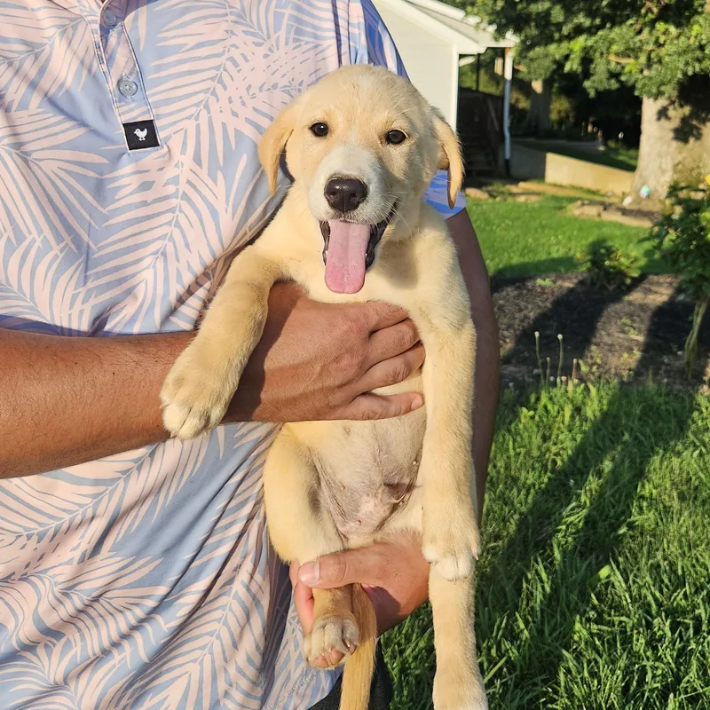 A baby medium-sized male Yellow / Tan / Blond / Fawn Labrador Retriever dog named Truck for adoption in Medfield, MA