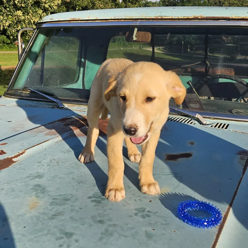 Truck thumbnail 3