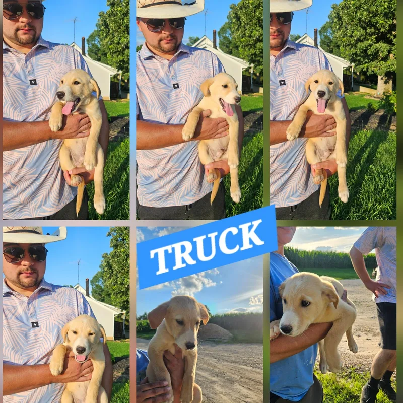 Truck thumbnail 5