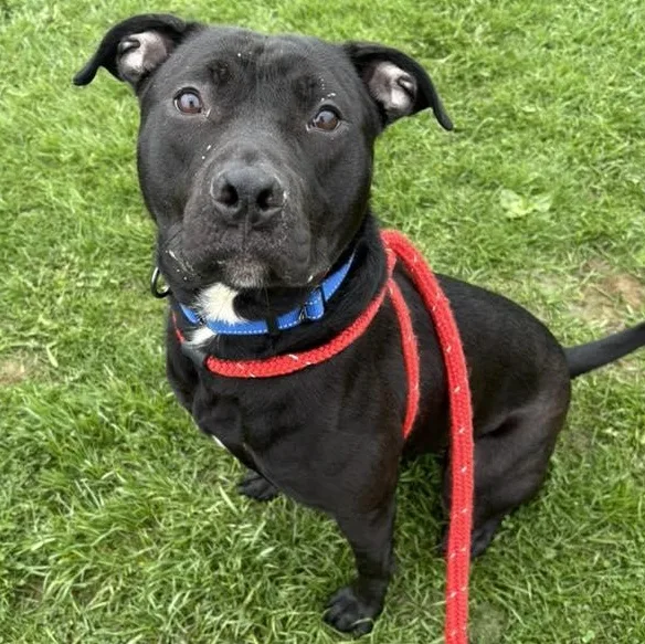 A young large-sized male Terrier dog named Hayes for adoption in North Syracuse, NY