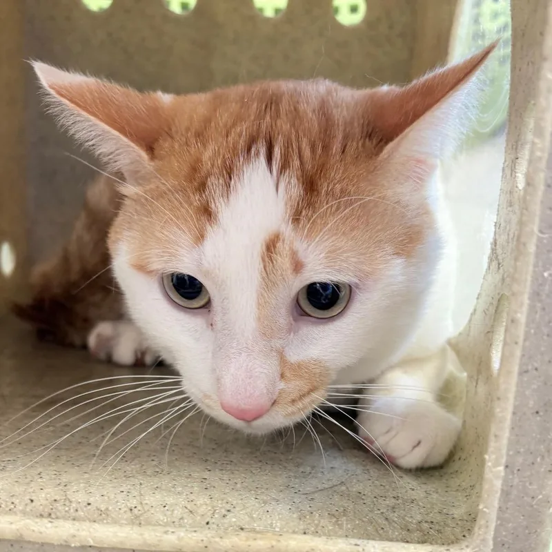 An adult medium-sized male White Domestic Short Hair cat named Nemo for adoption in Philadelphia, PA