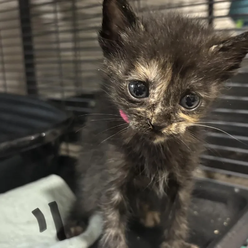 A baby small-sized female Torbie Domestic Short Hair cat named Honey Bear for adoption in Webster, TX