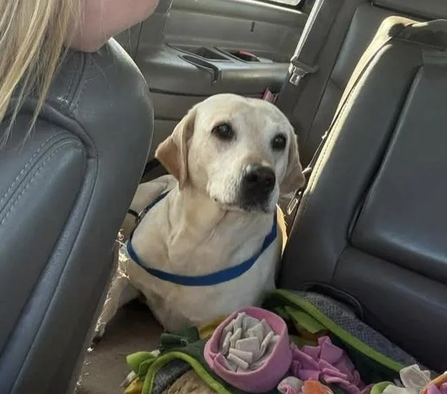 An adult medium-sized female Labrador Retriever dog named Honey for adoption in Panama City, FL