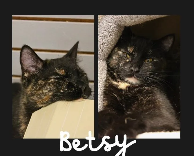 Betsy thumbnail 2