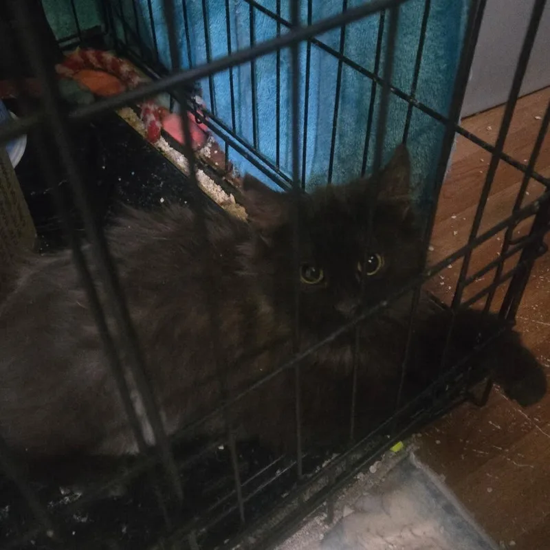 A baby small-sized male Black Domestic Long Hair cat named Boris for adoption in Ringtown, PA
