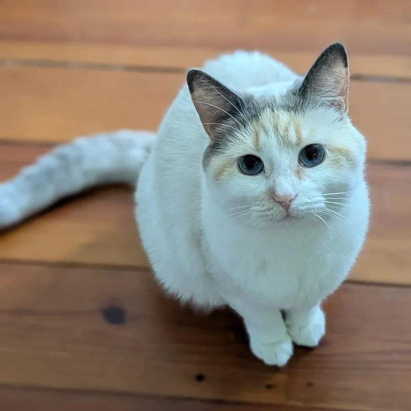 A young small-sized female Cream / Ivory Siamese cat named Mama Odie for adoption in Lynchburg, VA
