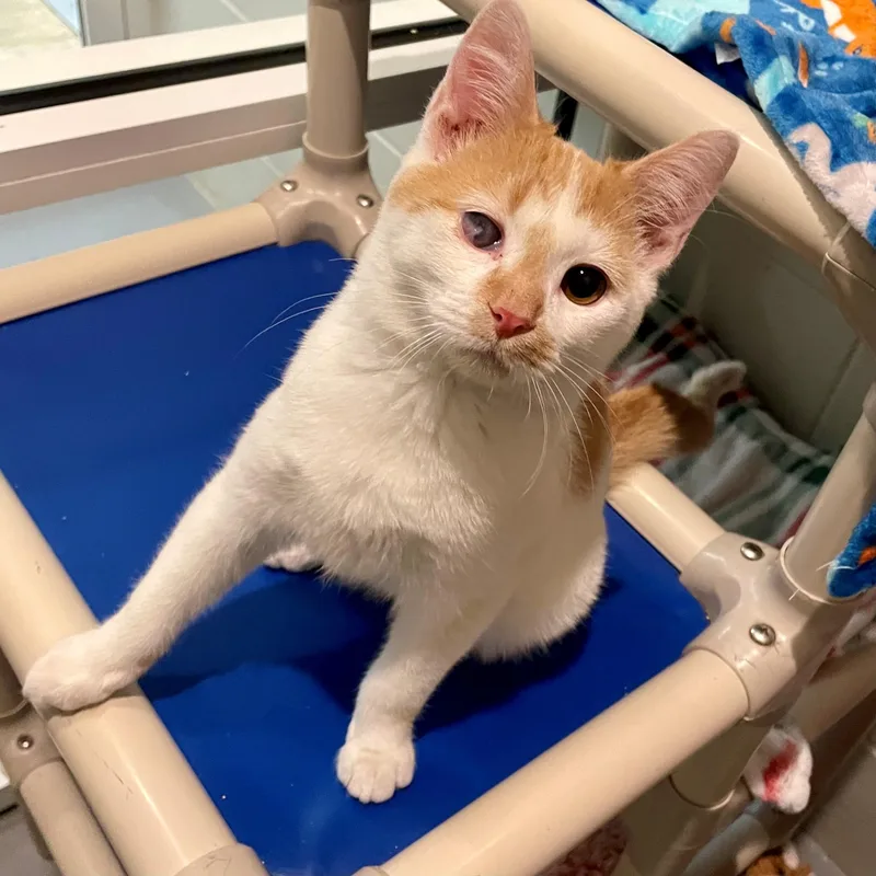 A young small-sized male Orange & White Domestic Short Hair cat named Squirt for adoption in Columbus, IN