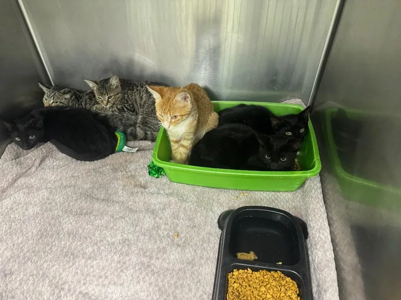 A baby medium-sized male Domestic Short Hair cat named Hiccup for adoption in Danielsville, GA
