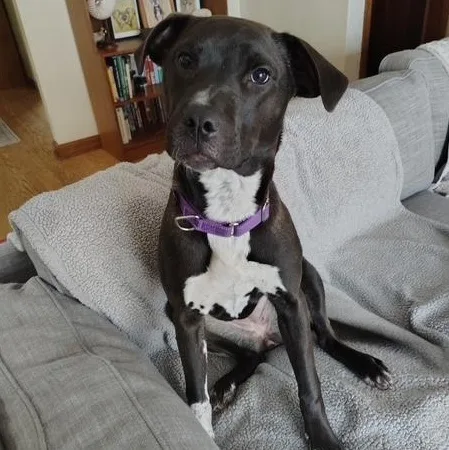 A baby medium-sized female Black Pit Bull Terrier dog named Shaz for adoption in Portland, OR