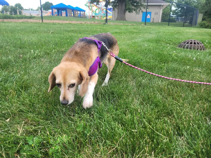 An adult small-sized female Tricolor (Brown, Black, & White) Beagle dog named Jelly for adoption in Grayslake, IL