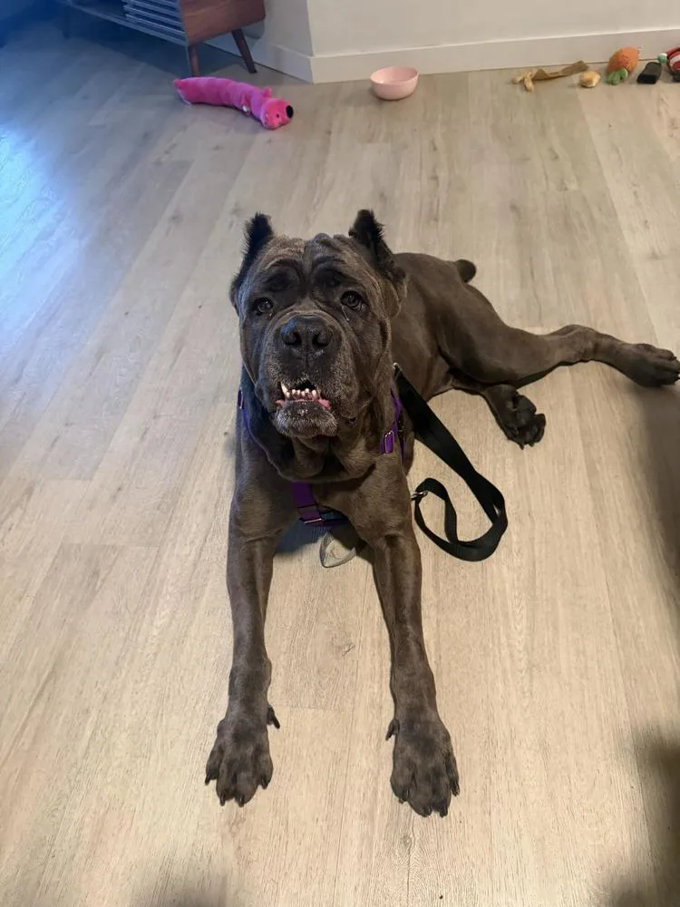 A young large-sized female Brindle Mixed Breed dog named Leona for adoption in New York, NY
