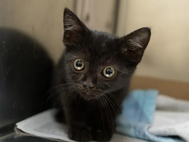 Ham
