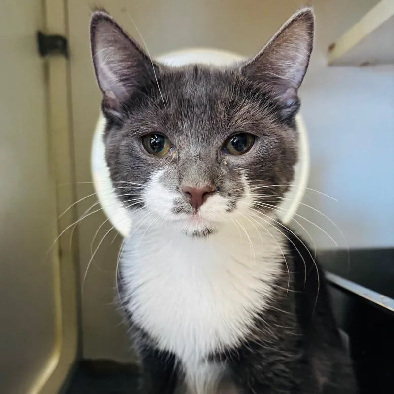 A baby small-sized female Gray / Blue / Silver Domestic Short Hair cat named Ranger for adoption in Woodbury, NJ