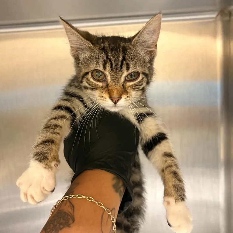 A baby small-sized male Gray / Blue / Silver Domestic Short Hair cat named Moxley for adoption in Winston-Salem, NC