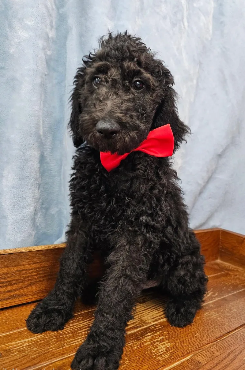 A baby medium-sized male Black Standard Poodle dog named Parsnip for adoption in East Sparta, OH