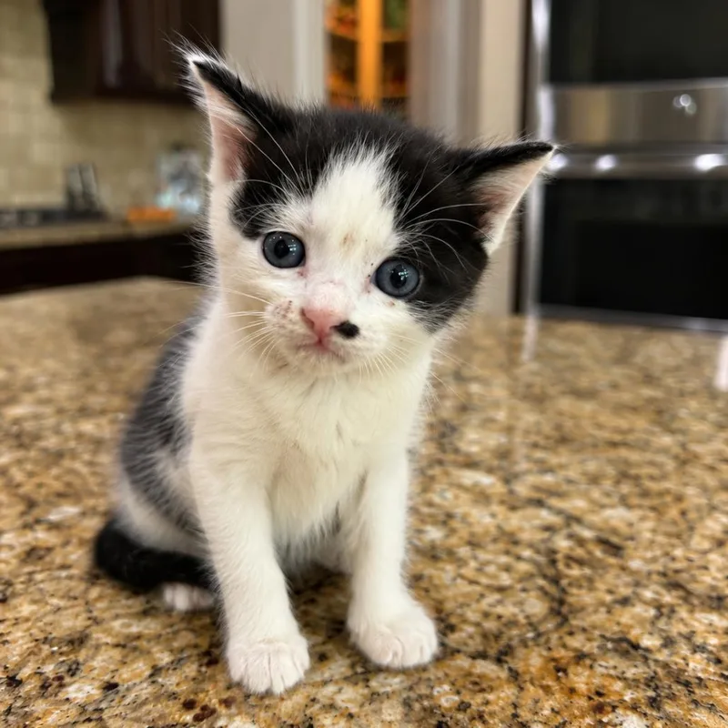 A baby small-sized female White Domestic Short Hair cat named Scuttle for adoption in Missouri City, TX