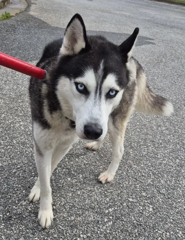 An adult large-sized male Siberian Husky dog named Pen C Wolfie for adoption in Lawrenceville, GA