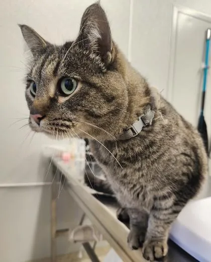 An adult large-sized male Domestic Short Hair cat named Teddy for adoption in Lafayette, IN