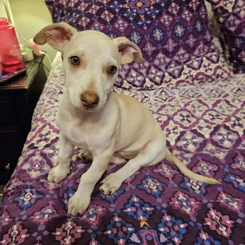 LuLu Puppy