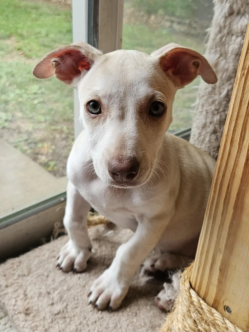 LuLu Puppy thumbnail 2