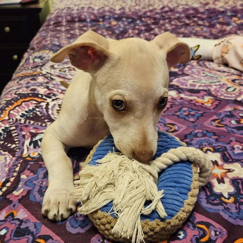 LuLu Puppy thumbnail 3