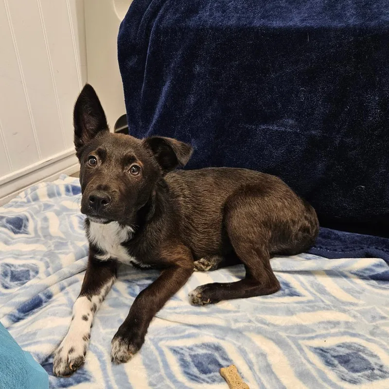 A baby small-sized female Cattle Dog dog named Margery for adoption in Los Angeles, CA