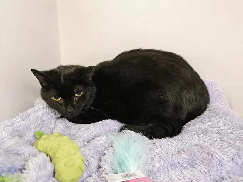 A senior medium-sized male Black Domestic Short Hair cat named Bonk for adoption in Greensburg, PA
