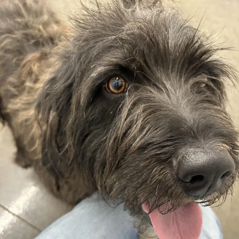 An adult large-sized male Black Labrador Retriever dog named Arlo for adoption in Spring Hill, KS