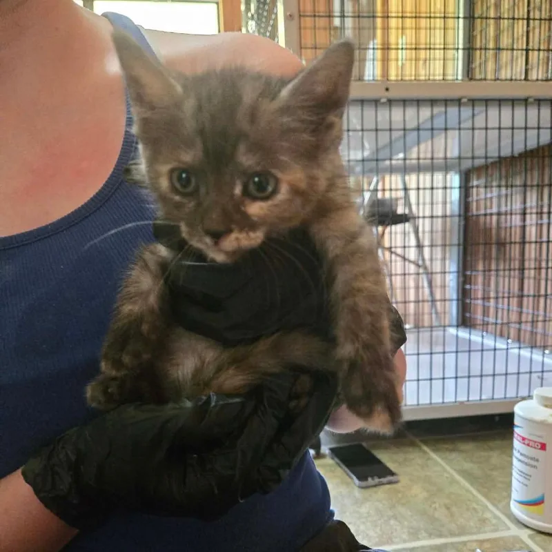A baby small-sized female Gray / Blue / Silver Domestic Short Hair cat named Emily for adoption in Tylertown, MS