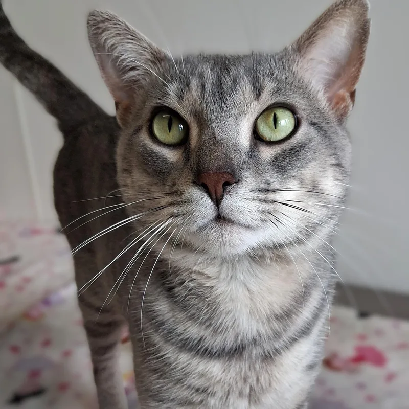 An adult medium-sized male Tabby (Gray / Blue / Silver) Domestic Short Hair cat named Jimothy for adoption in Belmont, NY