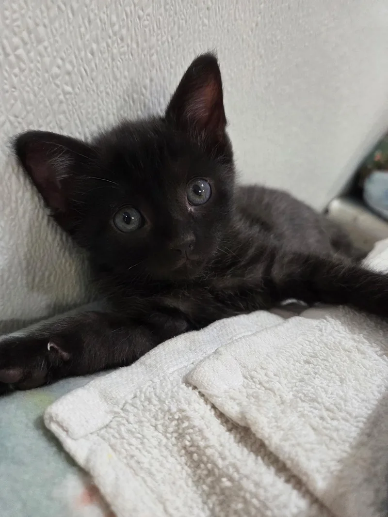 Frodo