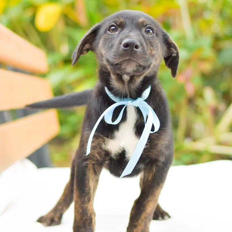 Johnny Cash thumbnail 2