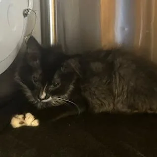 A baby small-sized female Domestic Short Hair cat named Acorn for adoption in Knoxville, TN