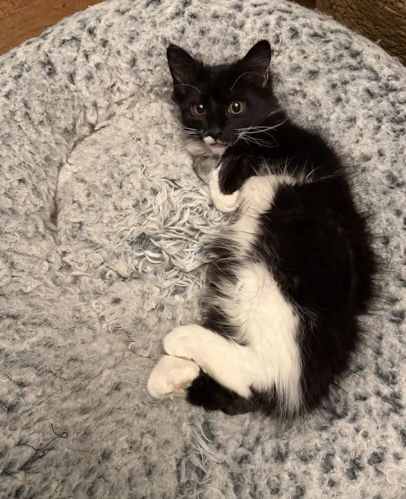 A baby small-sized male Black & White / Tuxedo Domestic Long Hair cat named Roadie for adoption in Homer Glen, IL