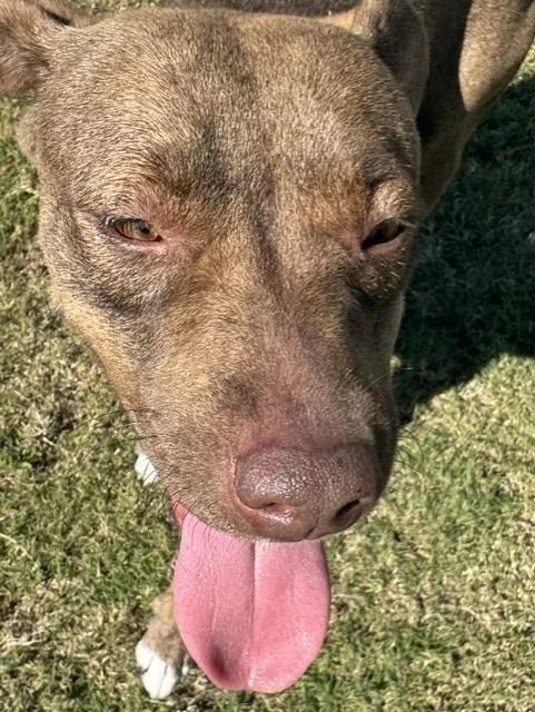 An adult large-sized female Brindle Black Labrador Retriever dog named Jupiter for adoption in Lynn Haven, FL
